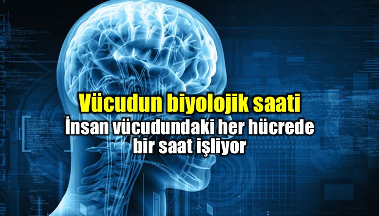 Vücudun biyolojik saati nedir? Nobel Tıp Ödülü alan çalışma