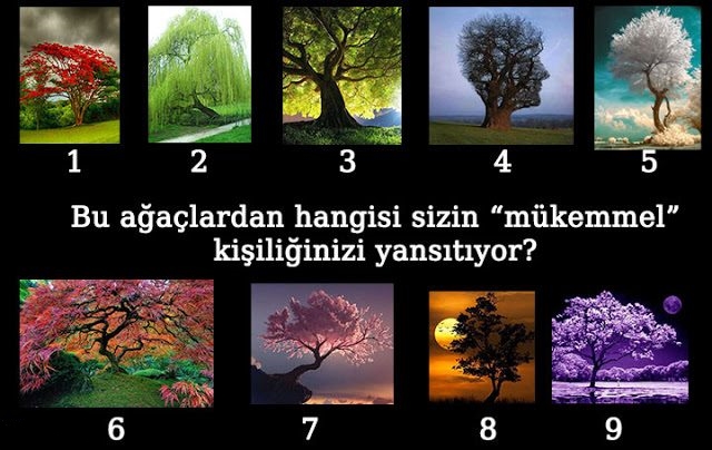 Bu Ağaçlardan Hangisi Sizin Kişiliğinizi Yansıtıyor?