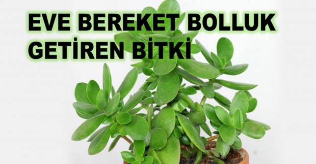 EVİNİZE BOLLUK BEREKET GETİREN BİTKİ (PARA AĞACI)