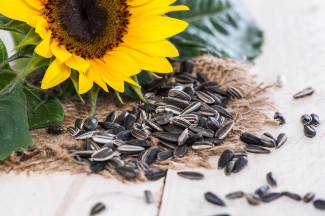 benefits-of-sunflower-seeds_1-1024x683.jpg