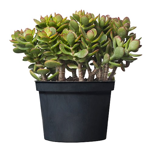 crassula-plante-en-pot__0121093_PE277871_S4.jpg