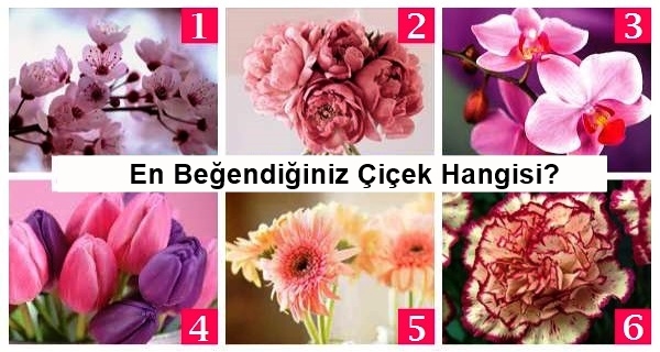 Seçtiğiniz Bir Çiçek Kişiliğiniz Hakkında Çok Şey Söyler!