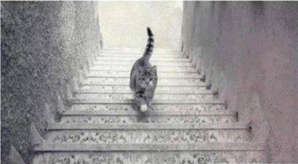 Resimdeki Kedi Merdivenlerden Aşağıyamı İniyor yoksa Yukarıyamı Çıkıyor? (İyimsermisin- Kötümsermisin)