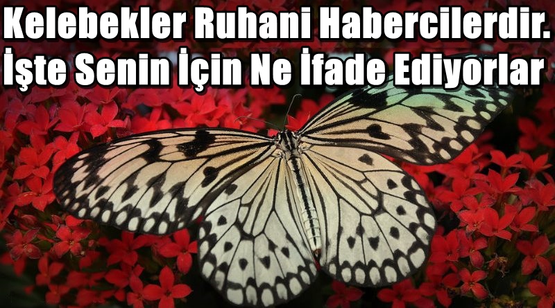 Kelebekler Ruhani Habercilerdir.İşte Senin İçin Ne İfade Ediyorlar