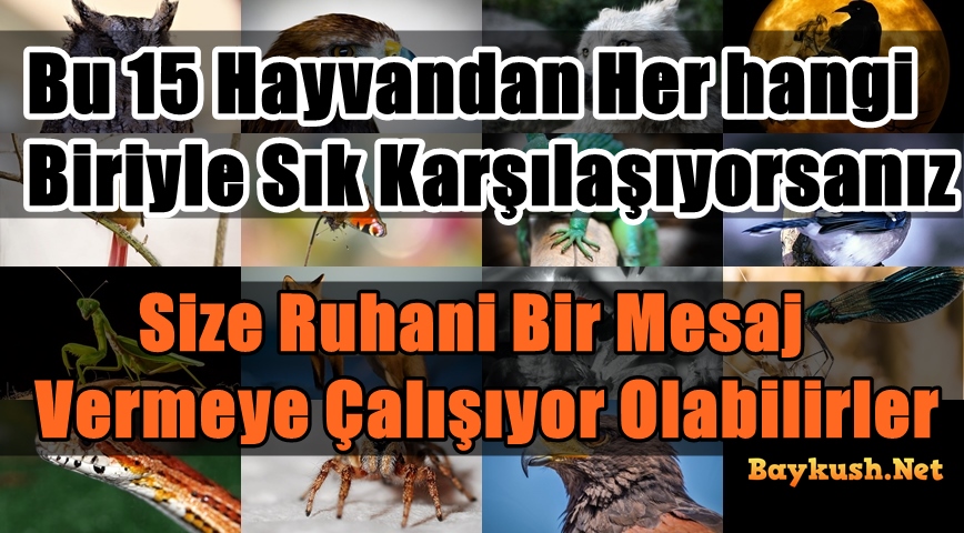 Bu 15 hayvandan herhangi biriyle sık karşılaşıyorsanız size ruhani bir mesaj vermeye çalışıyor olabilirler