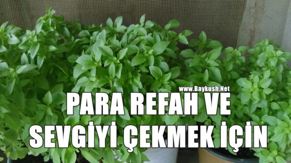 Para,Refah ve Sevgiyi Çekmek İçin 9 Bitki!