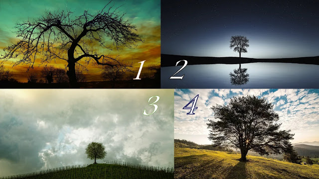 Ağaçların Kehaneti: Sihirli Bir Ağaç Seçin Ve Yarın İçin Açık Tahmininizi Okuyun