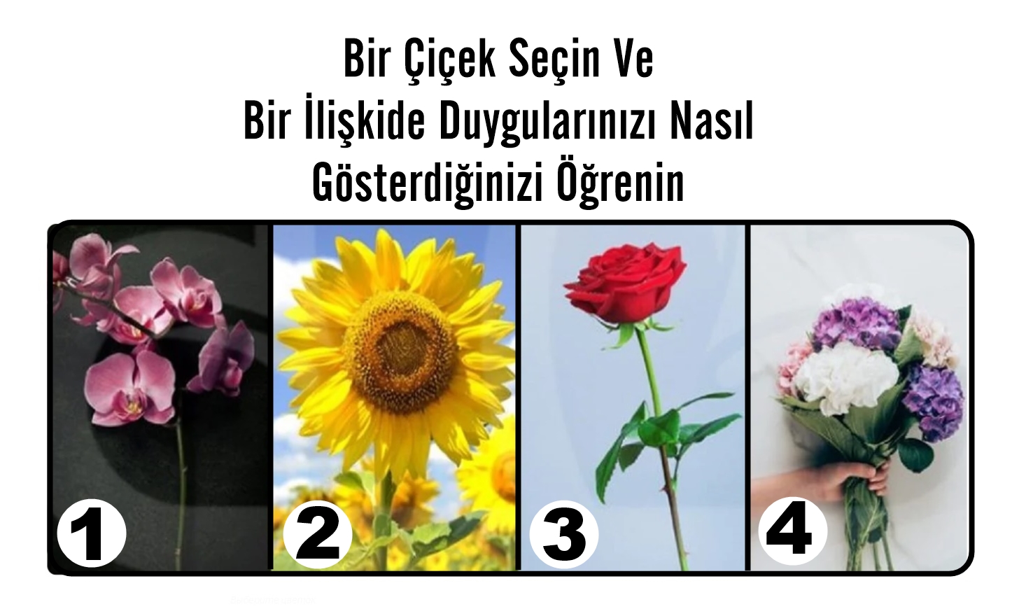 Bir Çiçek Seçin Ve Bir İlişkide Duygularınızı Nasıl Gösterdiğinizi Öğrenin