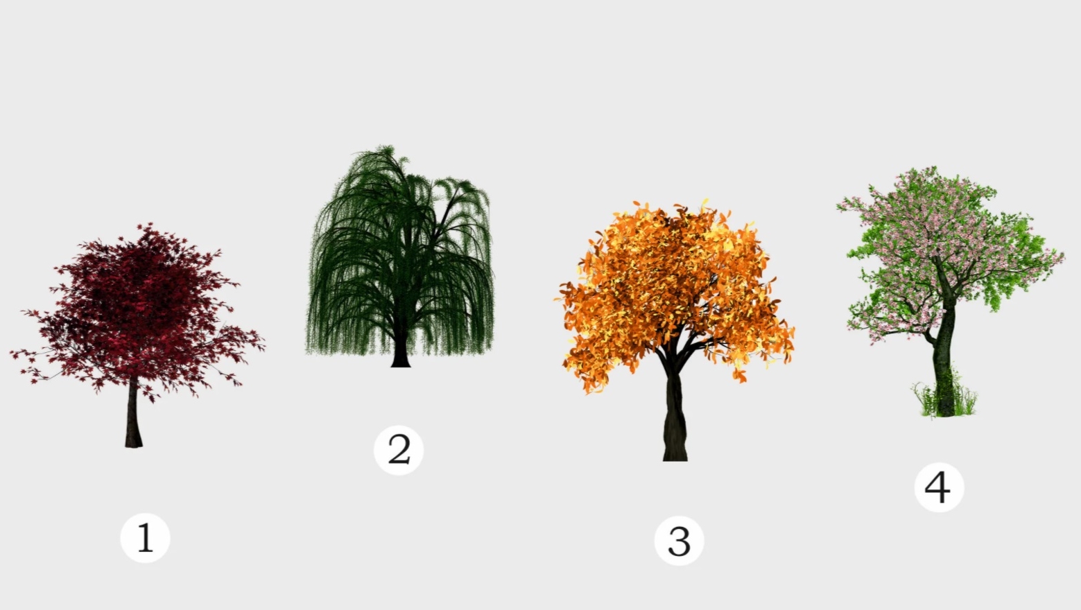 Bir Ağaç Seç Ve Seni Çevrendekilerden Farklı Kılan Şeyin Ne Olduğunu Öğren