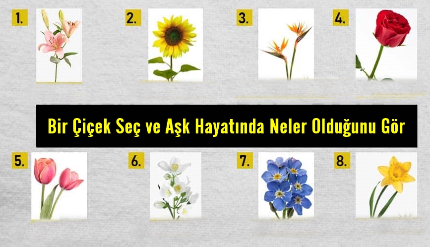 Bir Çiçek Seç ve Aşk Hayatında Neler Olduğunu Gör