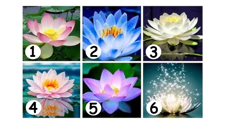 Bir Lotus Seç Ve Mevcut Durumda Ne Yapman Gerektiğini Öğren