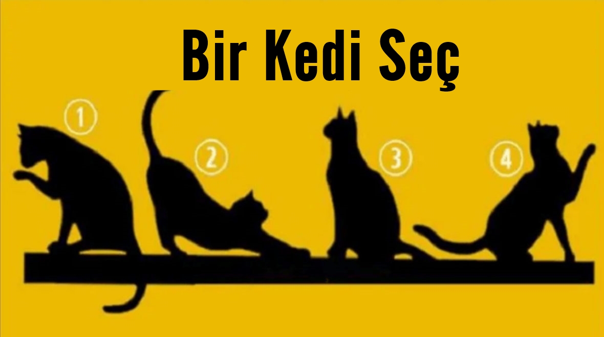 Bir Kedi Seç Ve Yaşam Hedeflerini Öğren